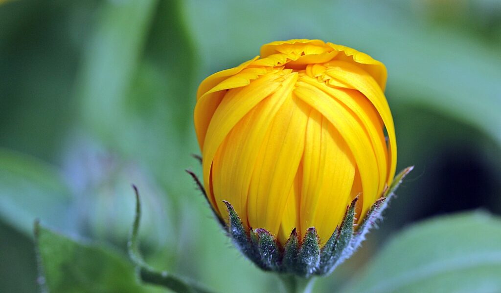 marigold, calendula, bud-1503876.jpg
